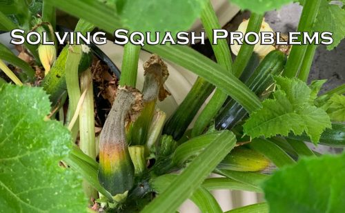 Read more about the article YouTube: Squash Problems – Fruit Rotting or Dropping Off?