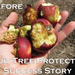 YouTube: Fruit Tree Protection Experiment