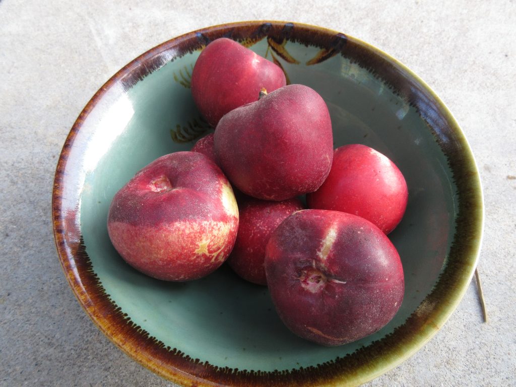 Nectarine Harvest - fruit tree experiment.