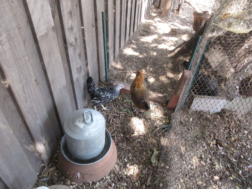 new chickens 2