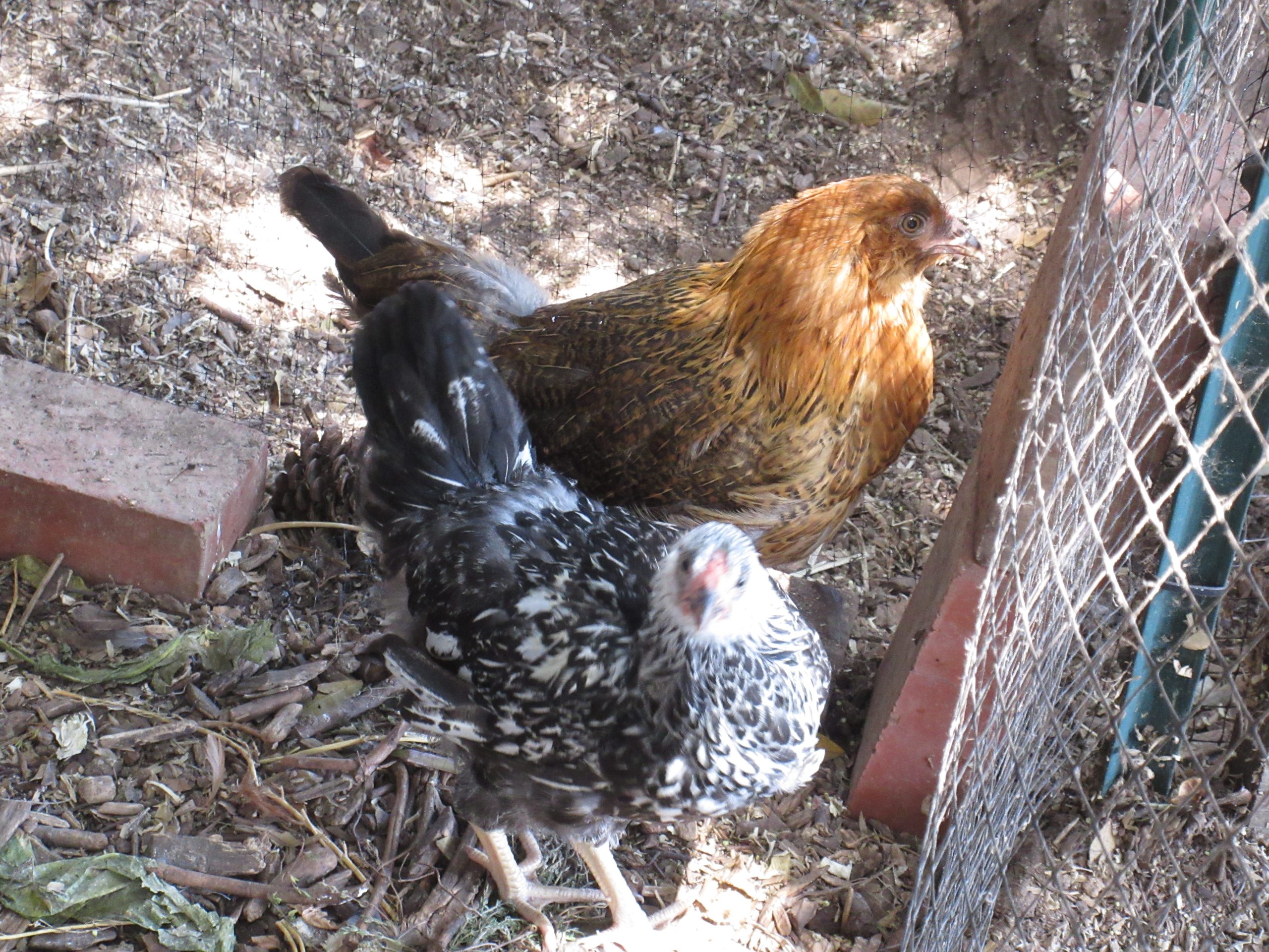 Read more about the article New Chickens – Meet Sally-Ann and Eloise
