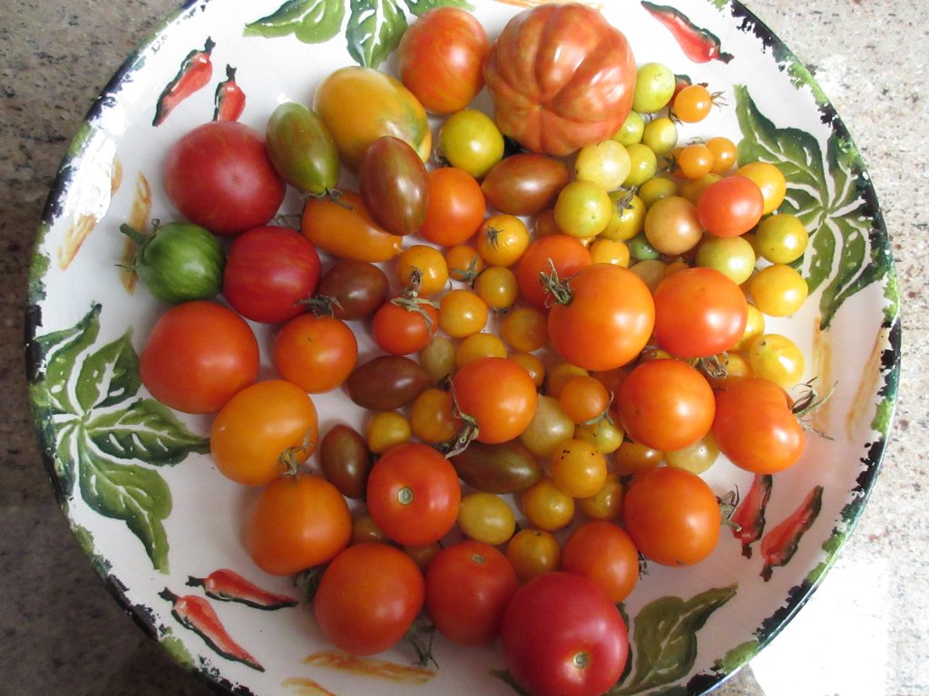 Tomato summer harvest