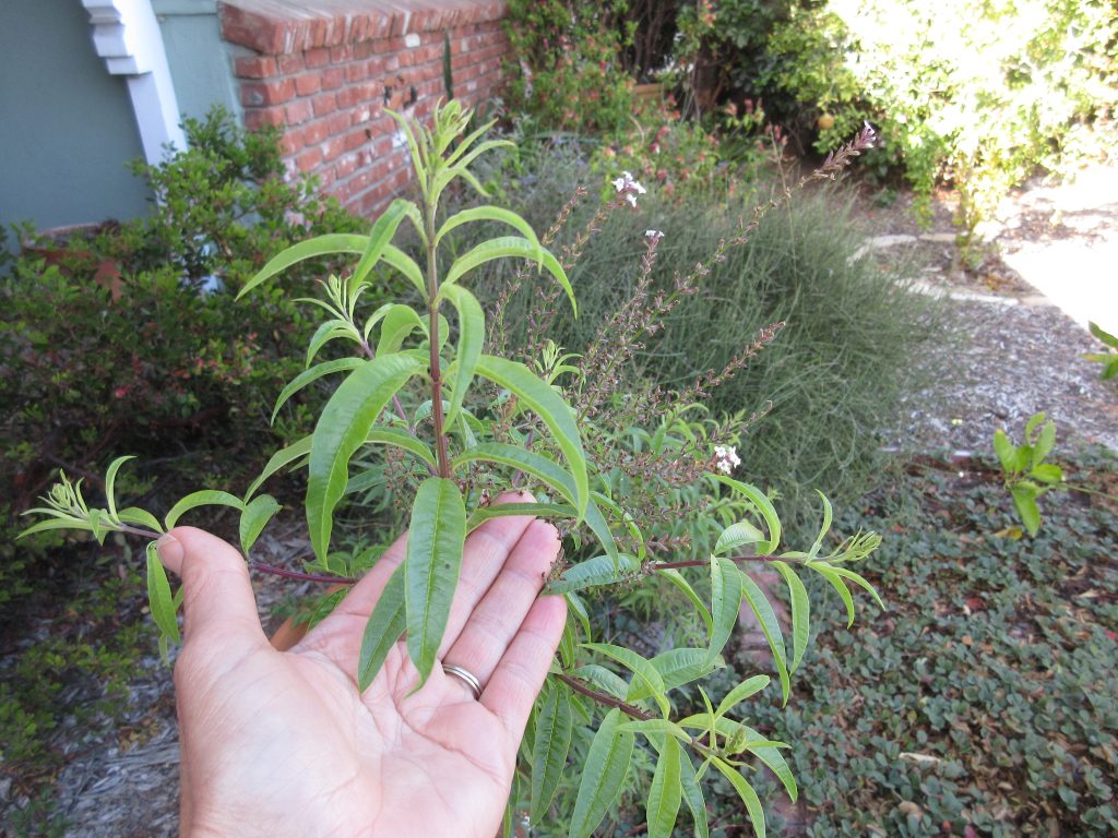 Wordless Wednesday lemon verbena