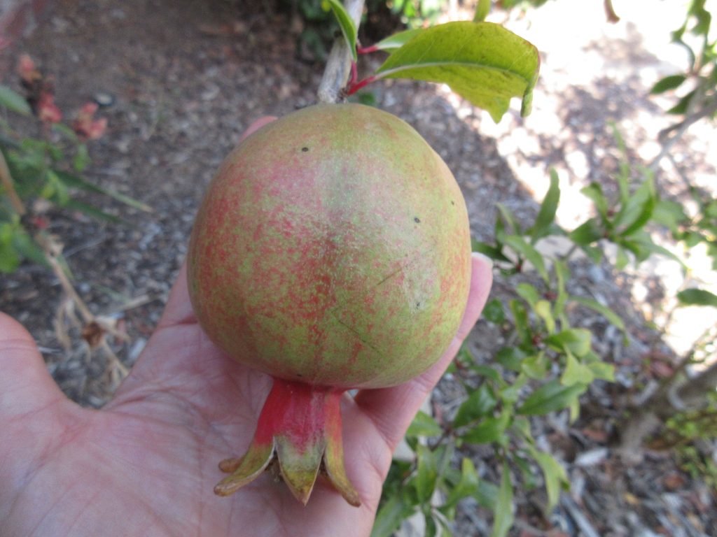 pomegranates