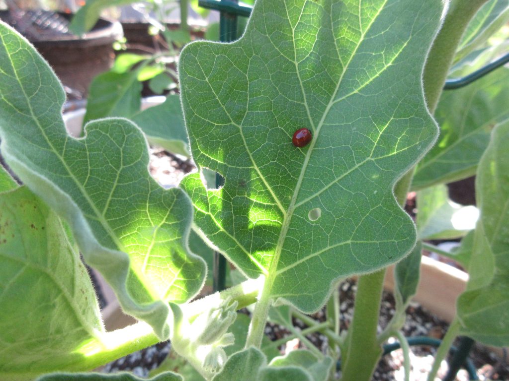 Ladybug on eggplant
