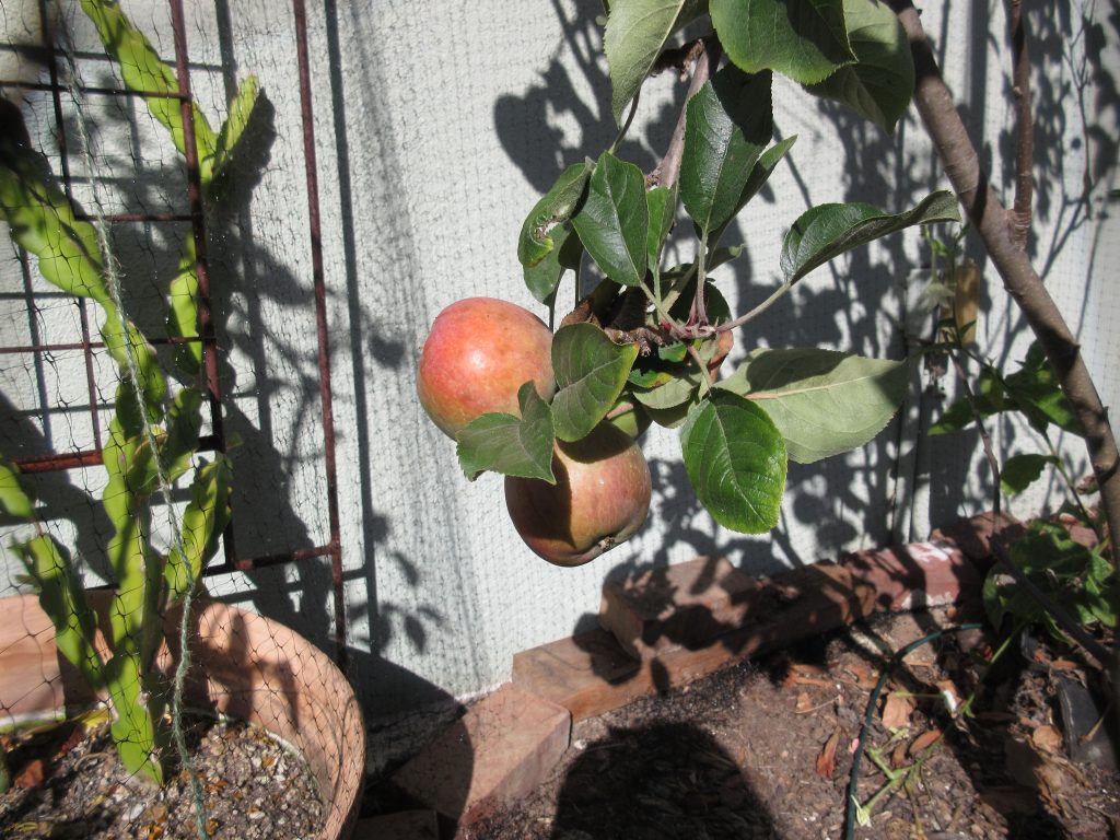 Fuji Apple Tree