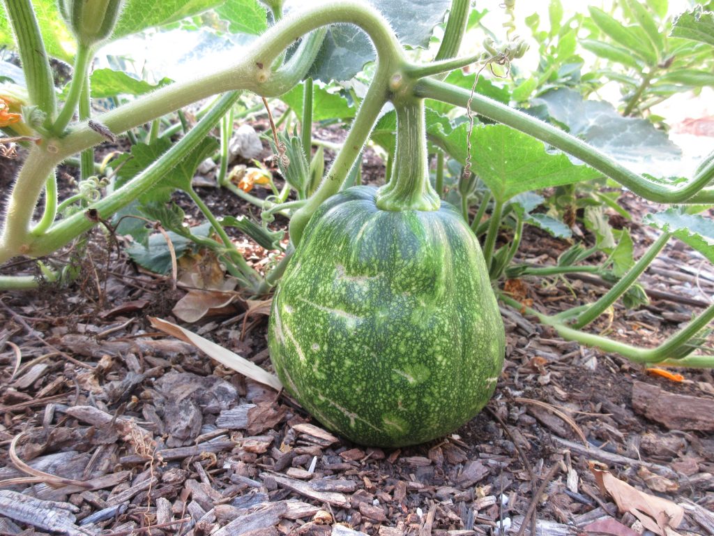 mystery squash