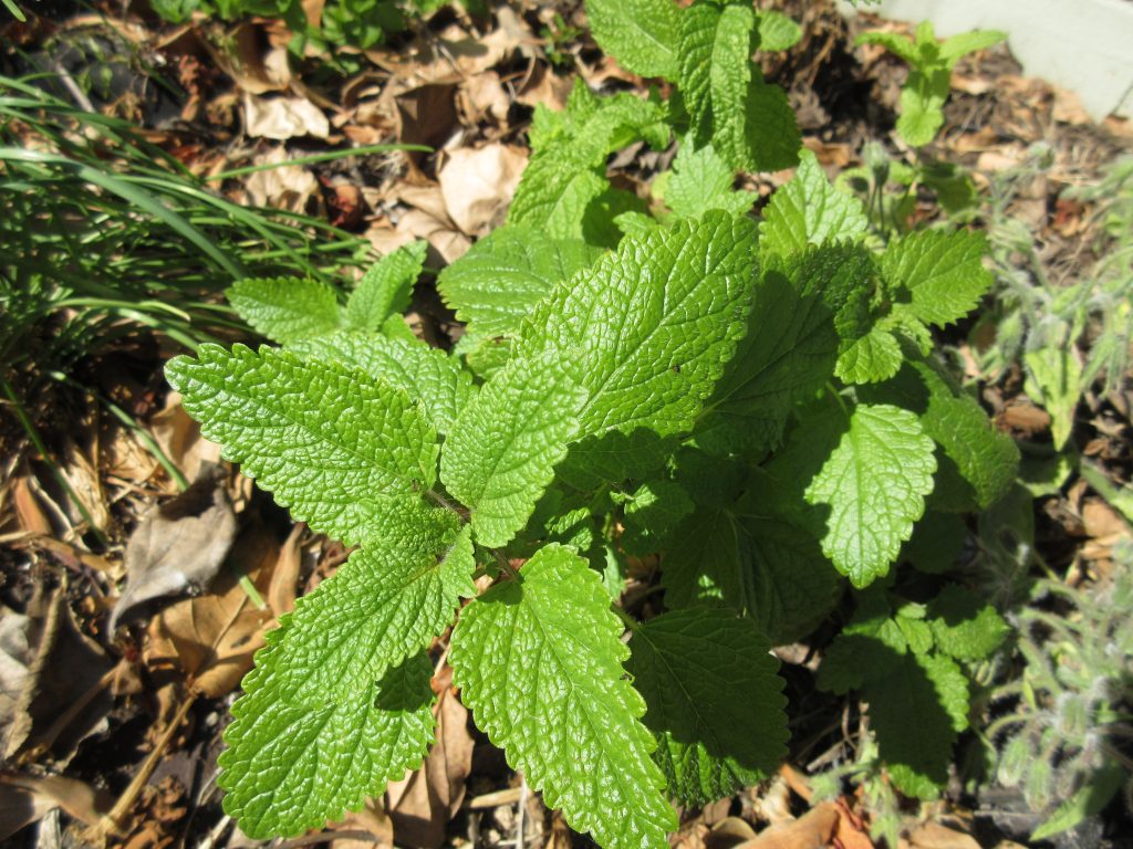 Lemon balm