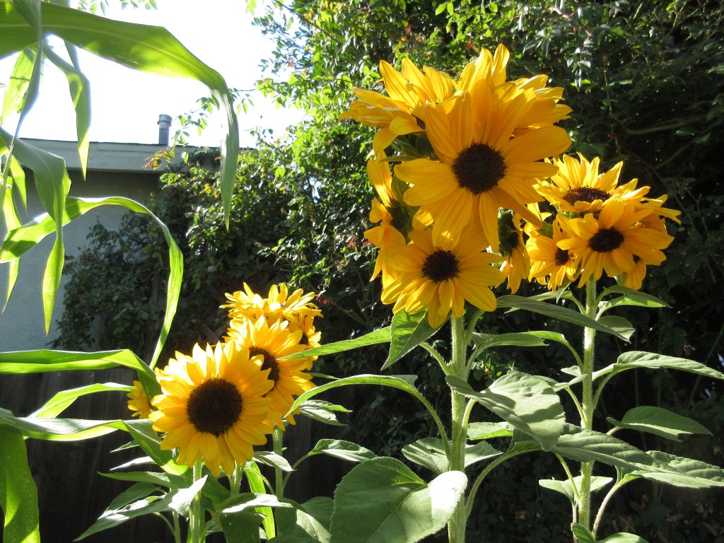 Wordless Wednesday Concert Bell Sunflower