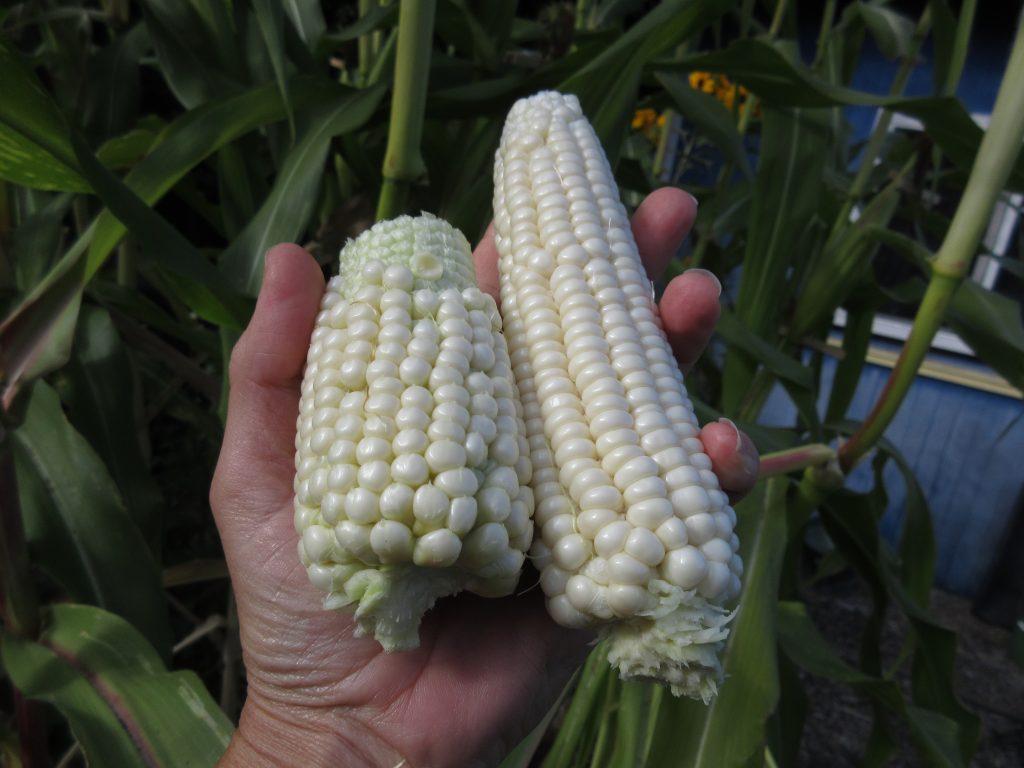 Stowells evergreen corn