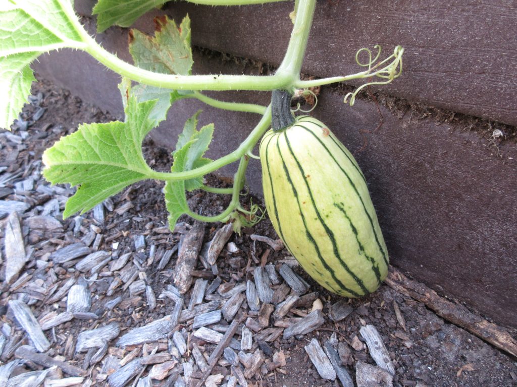 Delicata squash