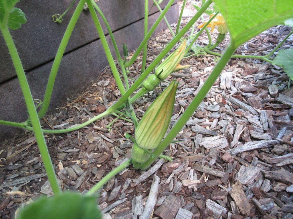 Koginut butternut squash