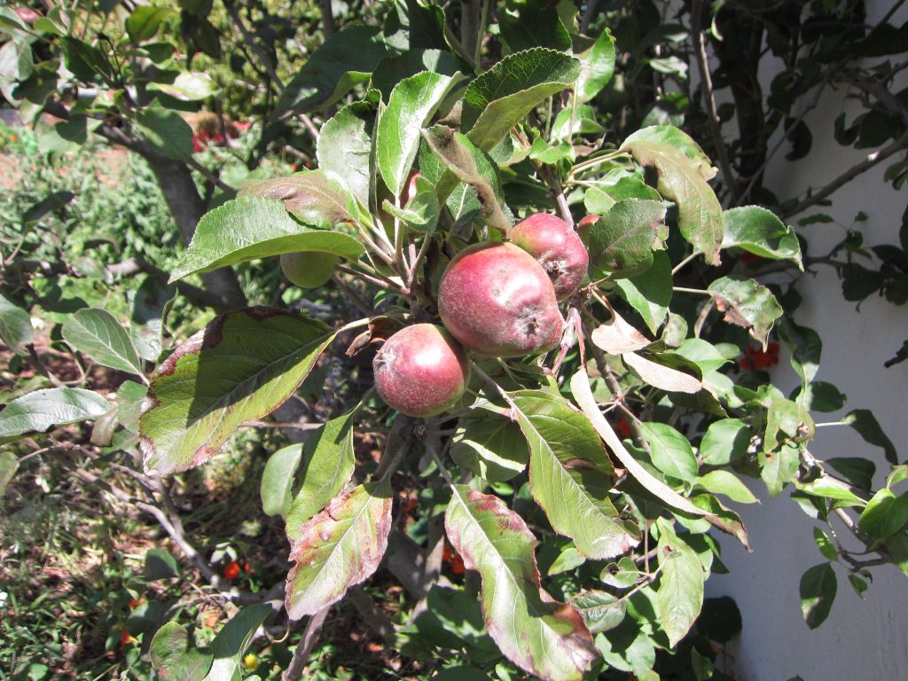 Apple tree Learning Garden