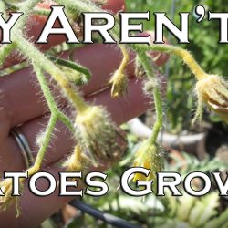 YouTube: Why Aren’t My Tomatoes Growing?