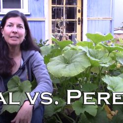 YouTube: Difference Between Annual & Perennial