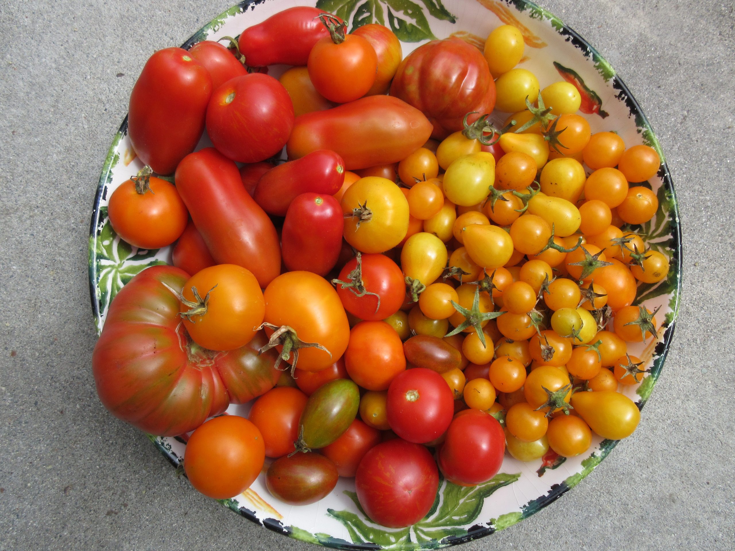 Tomato harvest