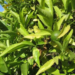 Ask Gardenerd: Citrus Overwatered – What to Do?