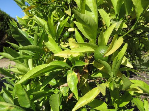 Read more about the article Ask Gardenerd: Citrus Overwatered – What to Do?