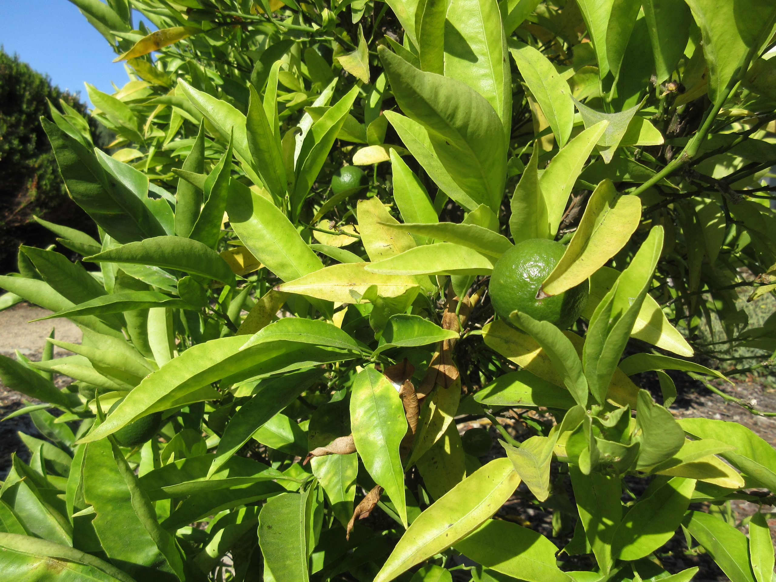 You are currently viewing Ask Gardenerd: Citrus Overwatered – What to Do?