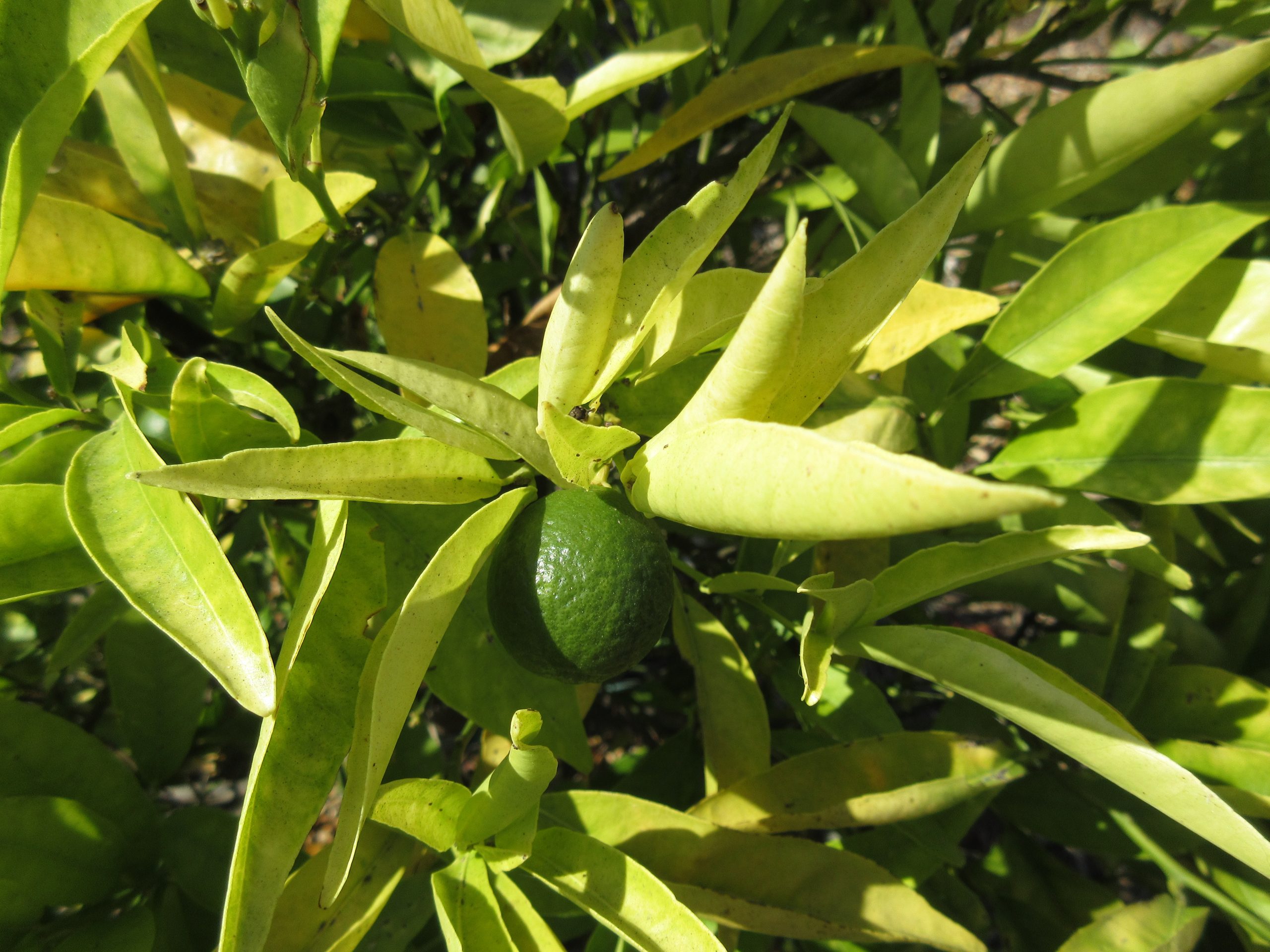 Citrus with yellow leaves