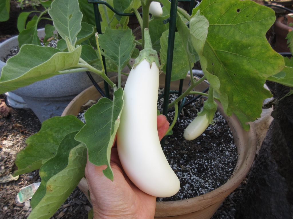 Icicle eggplant AAS winners