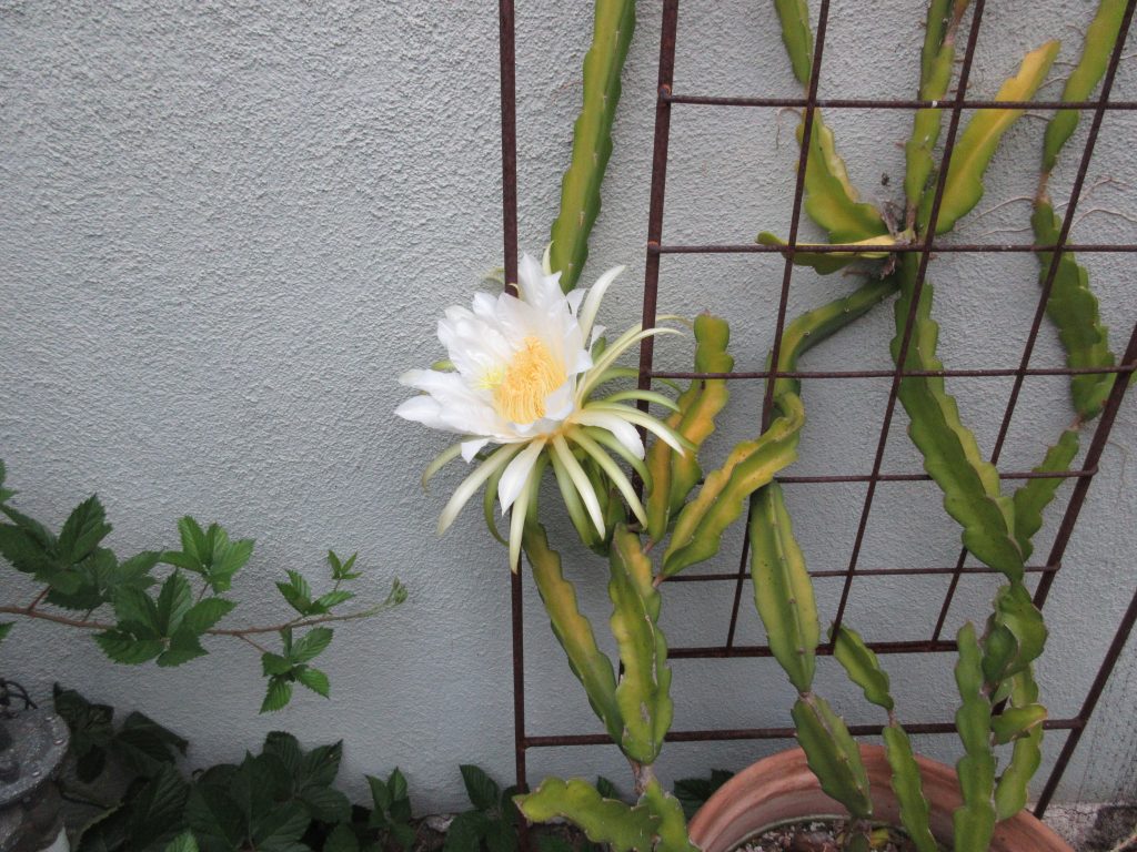 Dragon Fruit Flower