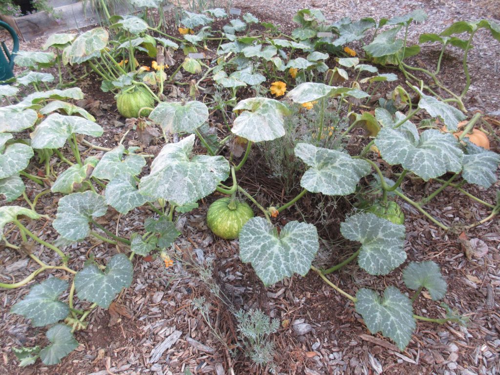 Squash growth after Plant Juice