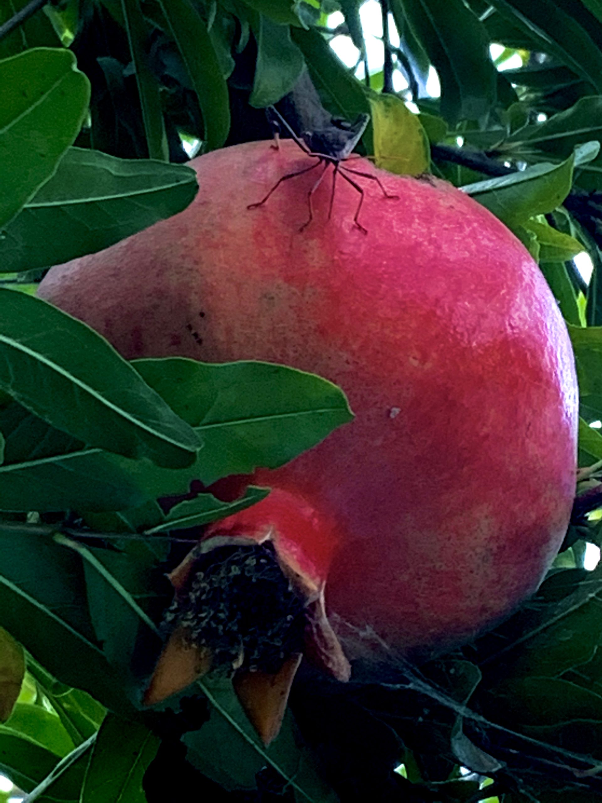 Devorah Brous Pomegranate