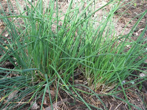 Chives