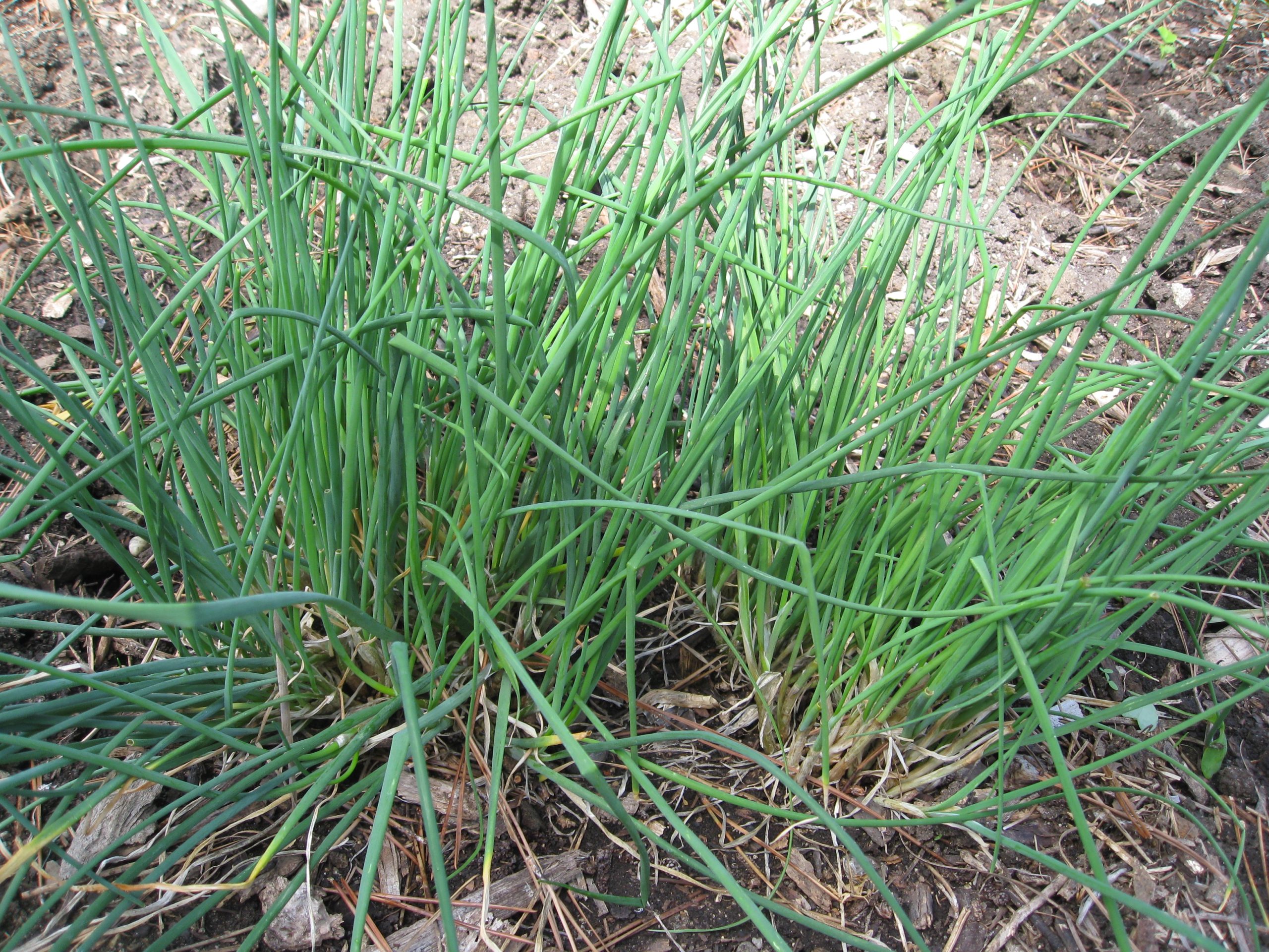 Chives