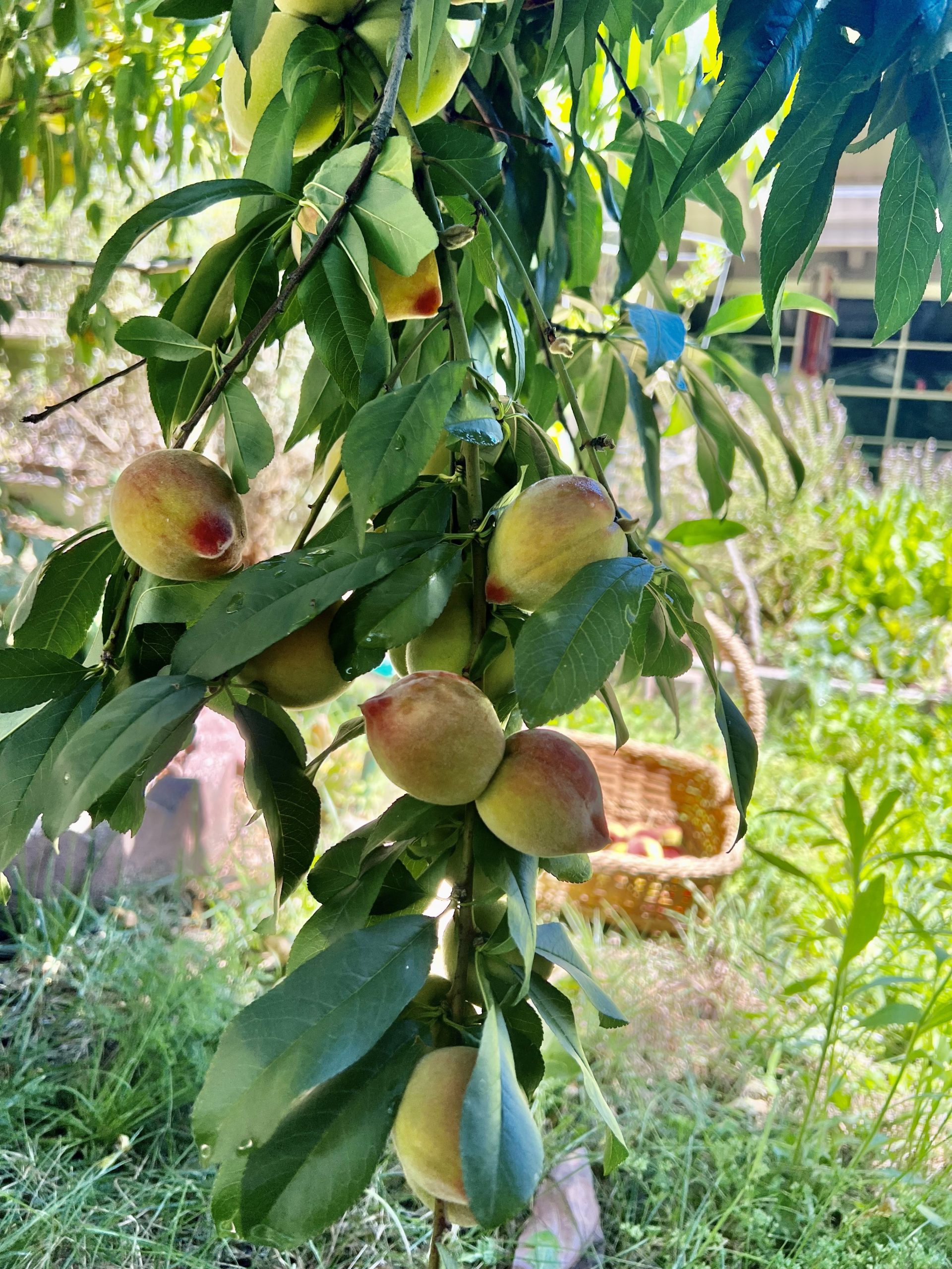 Devorah Brous peaches