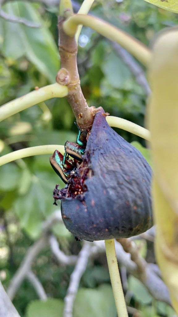 Devorah Brous fig beetle