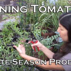 YouTube: How To Prune Tomatoes For Late-Season Production