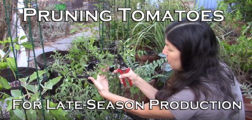 Read more about the article YouTube: How To Prune Tomatoes For Late-Season Production