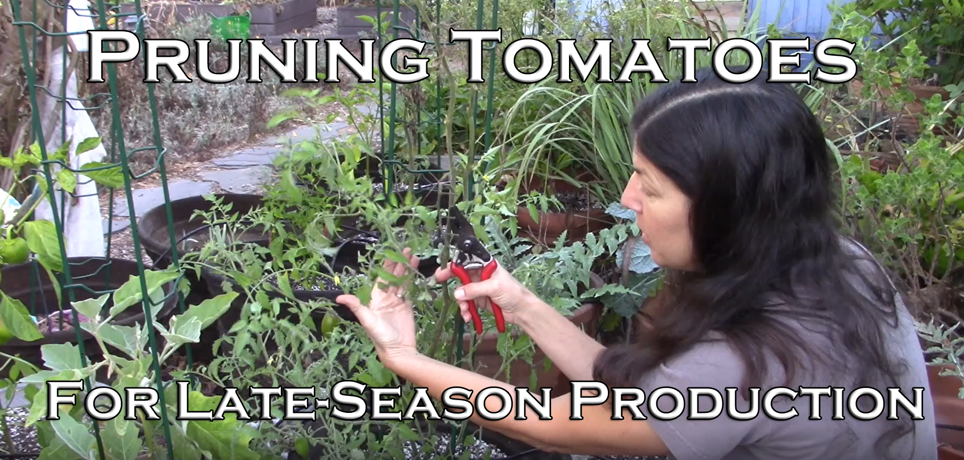 You are currently viewing YouTube: How To Prune Tomatoes For Late-Season Production