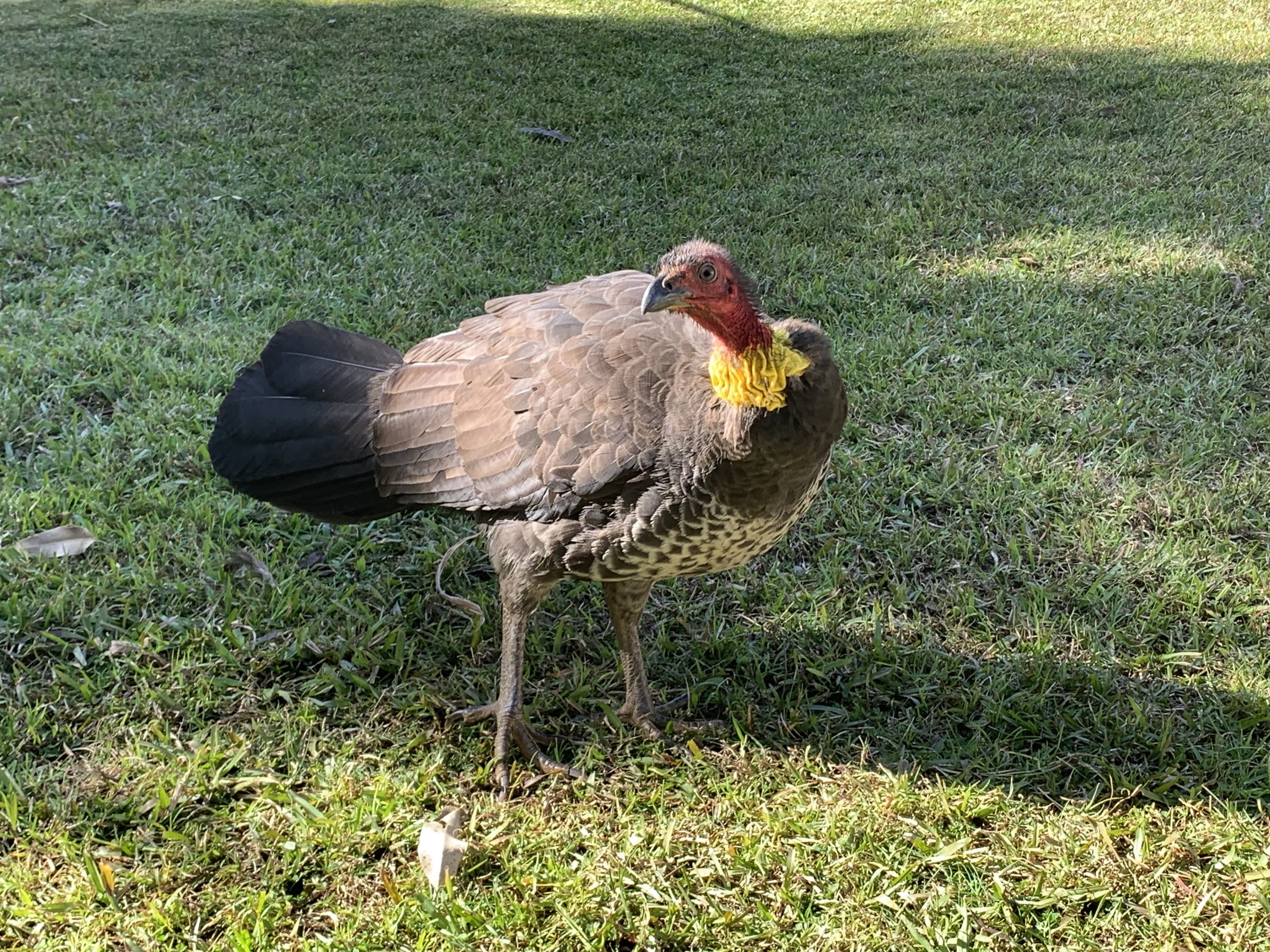 Brush turkey