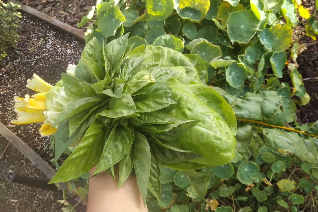 basil lettuce chard