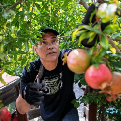 Podcast: Home Fruit Orcharding with Jose Ramirez