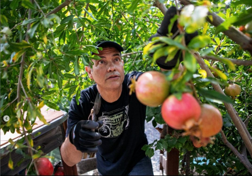 Read more about the article Podcast: Home Fruit Orcharding with Jose Ramirez