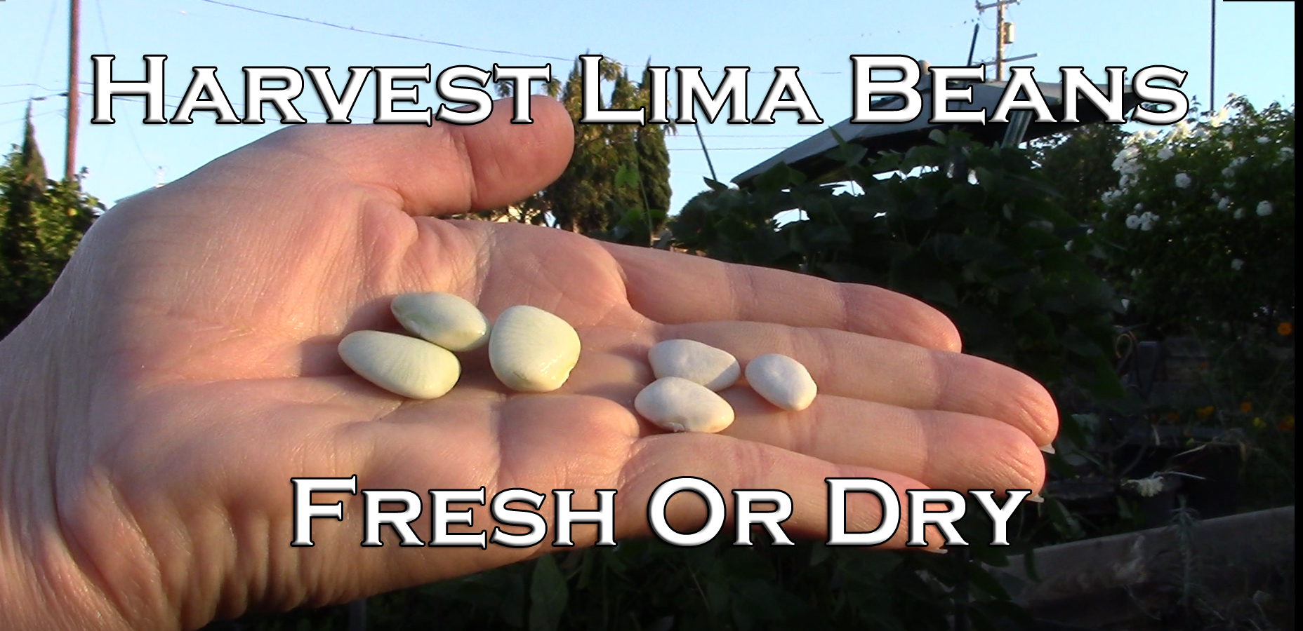 You are currently viewing YouTube: How to Harvest Lima Beans – Fresh or Dry