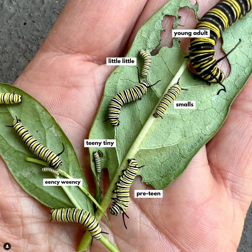 Robin Jones Monarch caterpillars