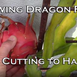 YouTube: Growing Dragon Fruit from Cutting To Harvest