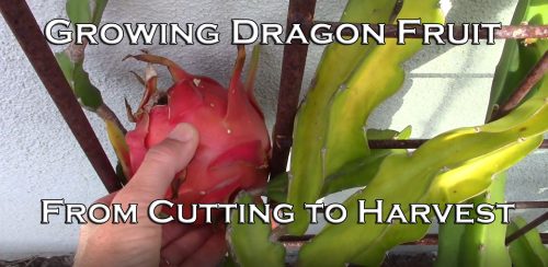 Read more about the article YouTube: Growing Dragon Fruit from Cutting To Harvest