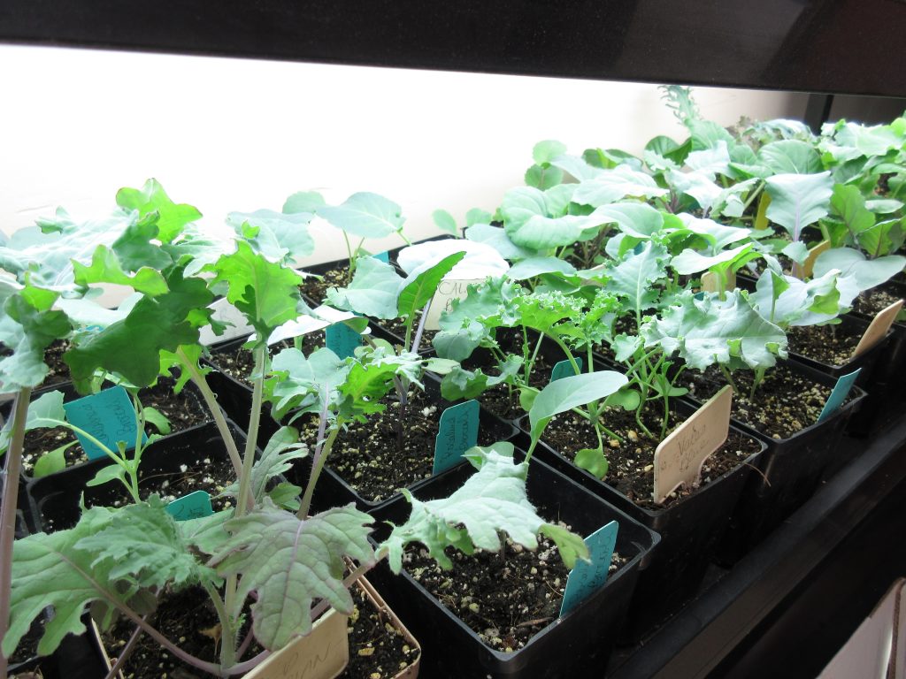 Fall crops under grow lights