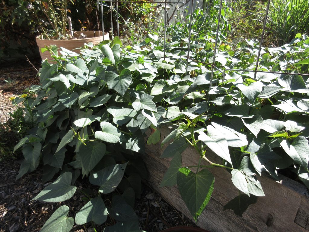 Sweet potatoes ready