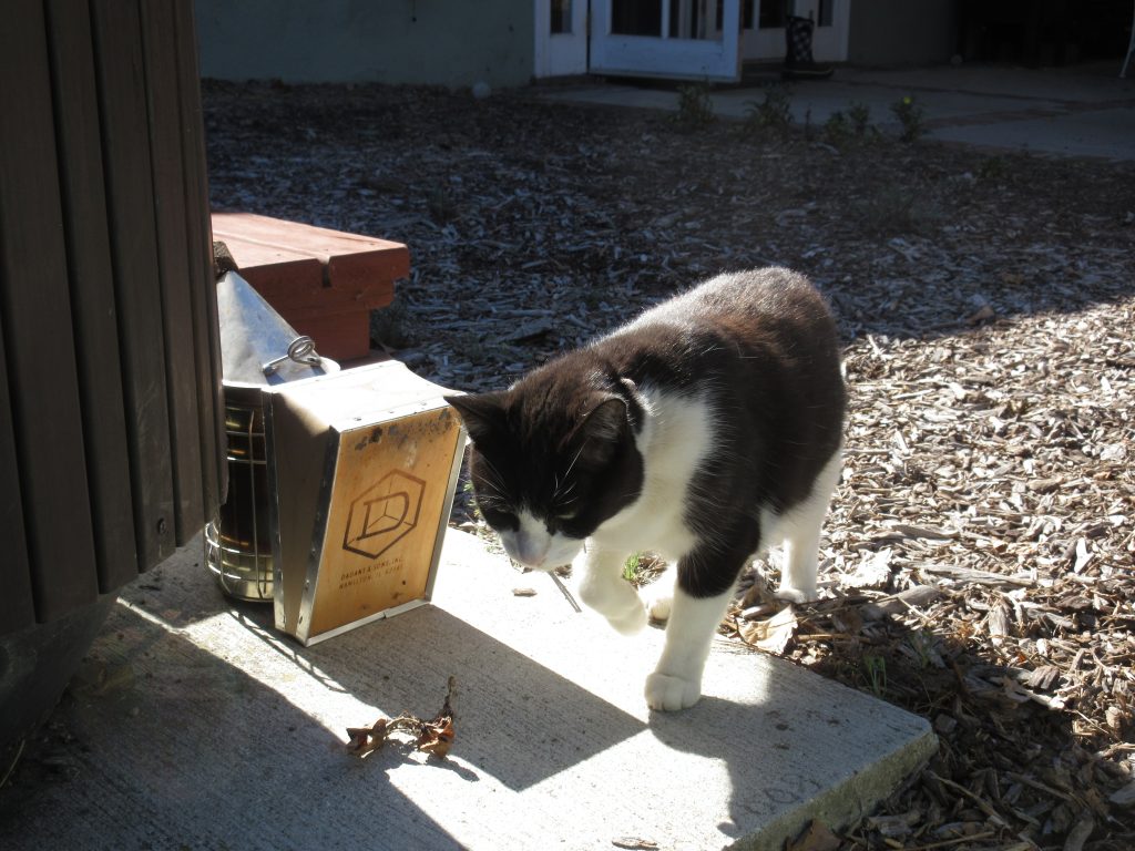 Mittens inspects bee smoker