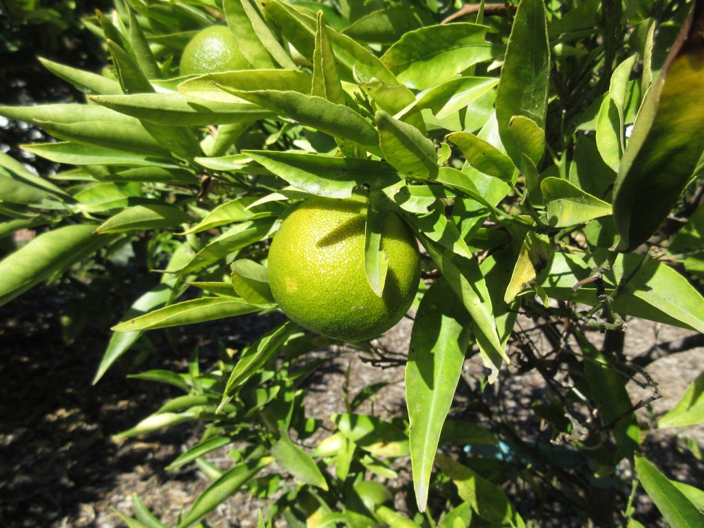 Tangerine ripening