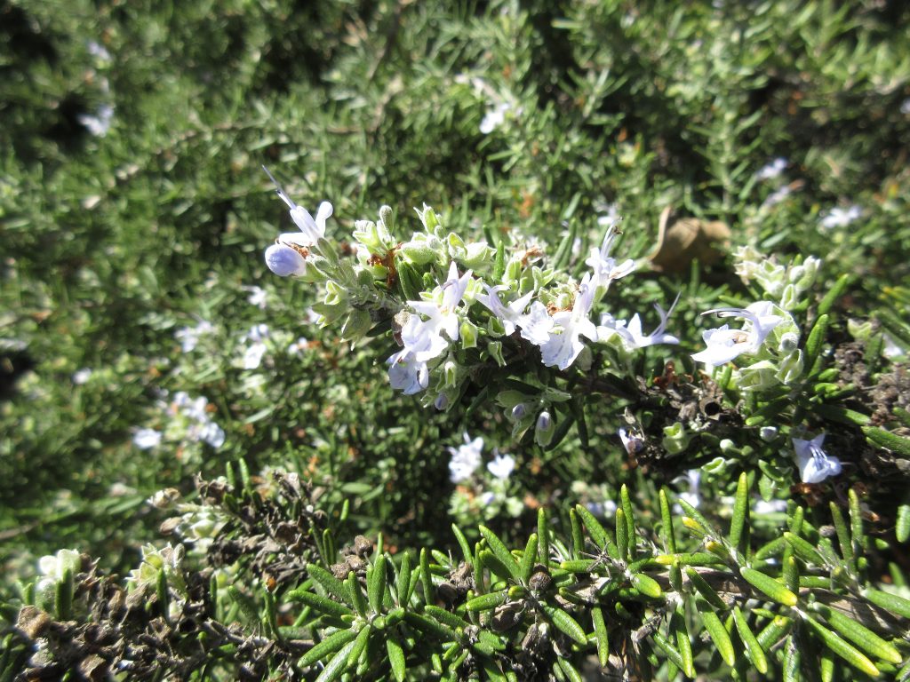 Rosemary in flower