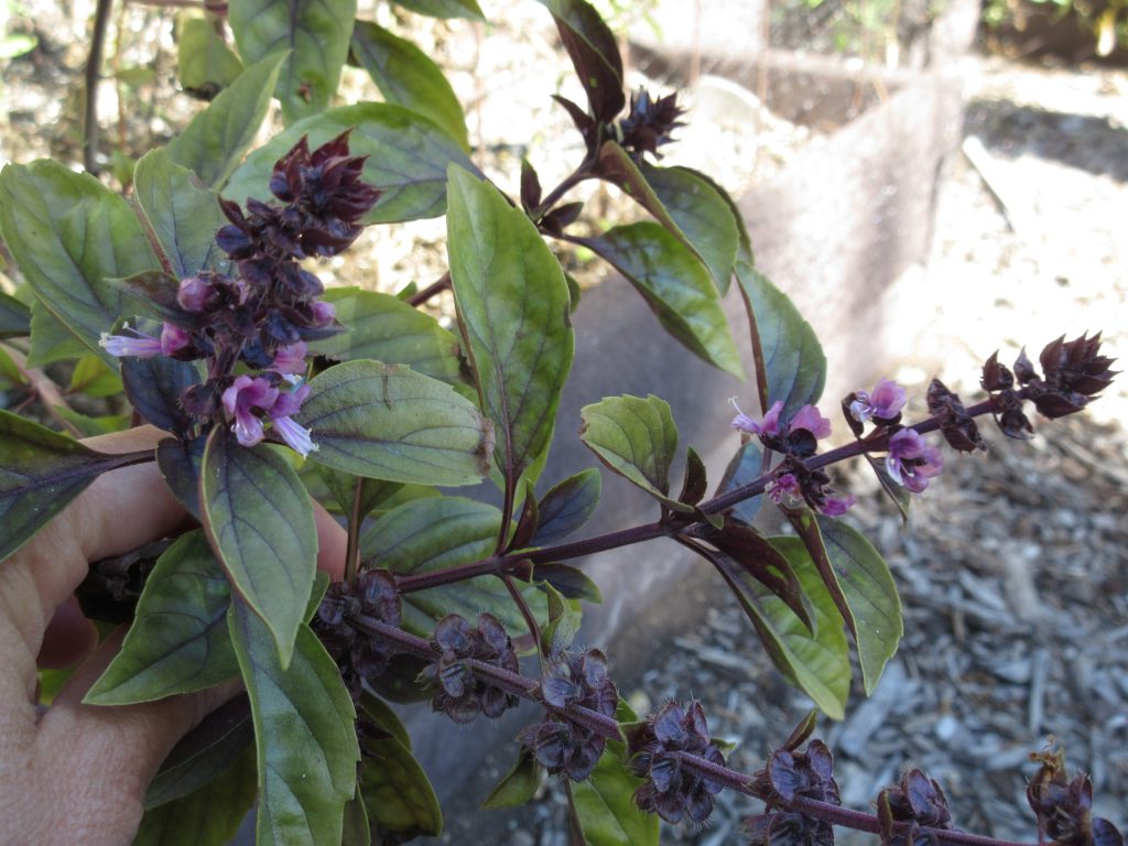 Purple basil flowers