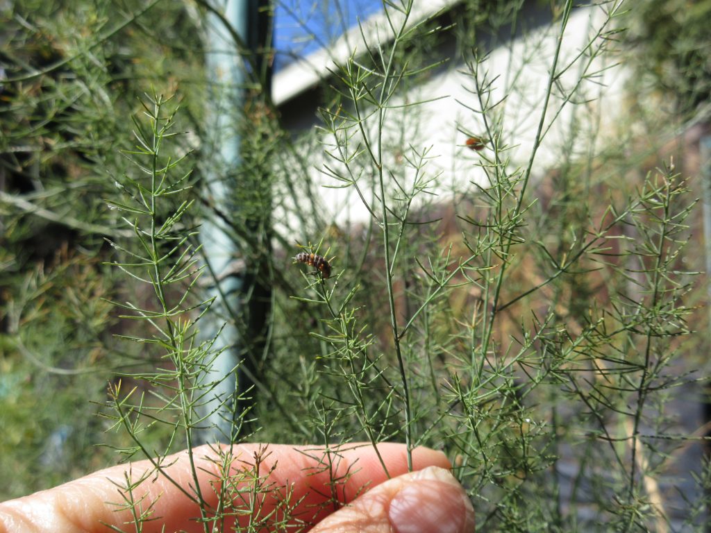 ladybug larvae on asparagus